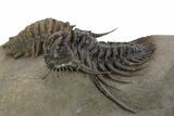 Two Spiny Leonaspis Trilobites With Crotalocephalina #241564-7